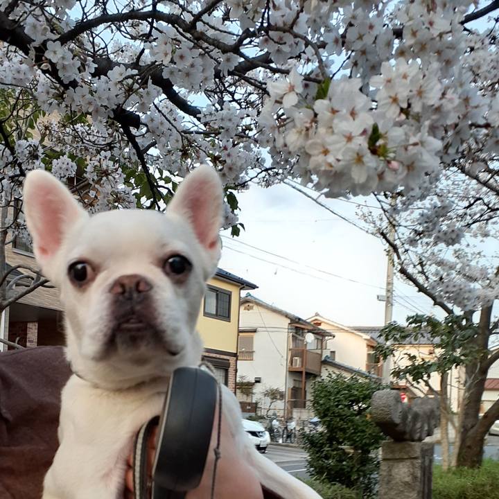 3f2e265a 738f 4a2a 828c 0133615e3593 1712489942715