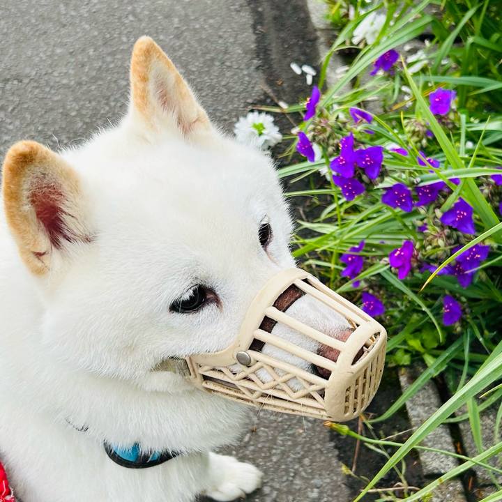 3f33fd3a 2d92 47d4 94a2 e646b1e42fa8 1720485151696