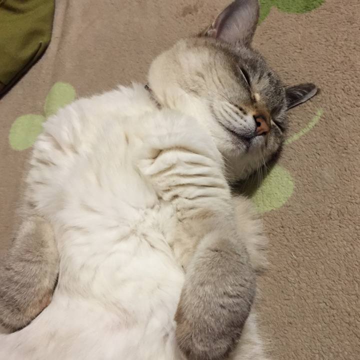 3f345c1c c8dd 4de1 a2af 536d47df9ea7 1556365520671