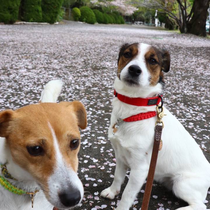 3f367117 0d6b 465e afe6 2e9332bb4363 1554980340739