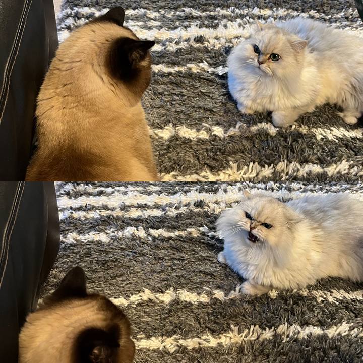 3f3675f2 2af8 4ad3 8dcf f6bd4c20c4d5 1703059917008