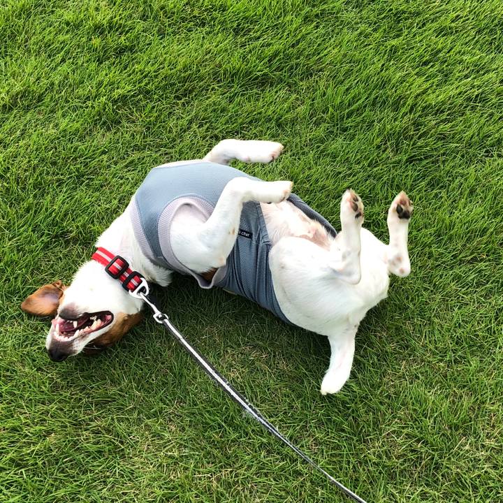 3f36b4ae f690 4932 9723 31f35b95bed6 1537762726443