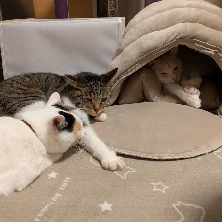 3f36e680 3a8a 4353 87d9 23693ef4982e 1734251065994