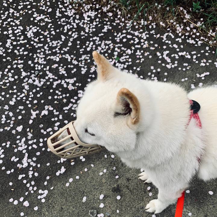 3f36eace 1817 4f07 9e24 507ea1c899ae 1589147602116