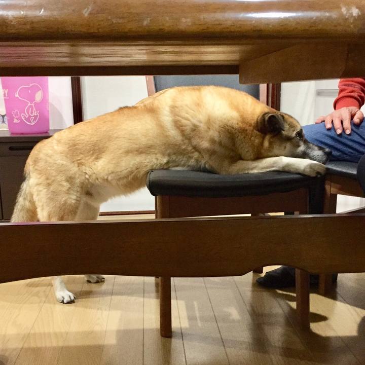 3f3799e3 d9f8 40c9 9e95 d739bd92699d 1545044195104