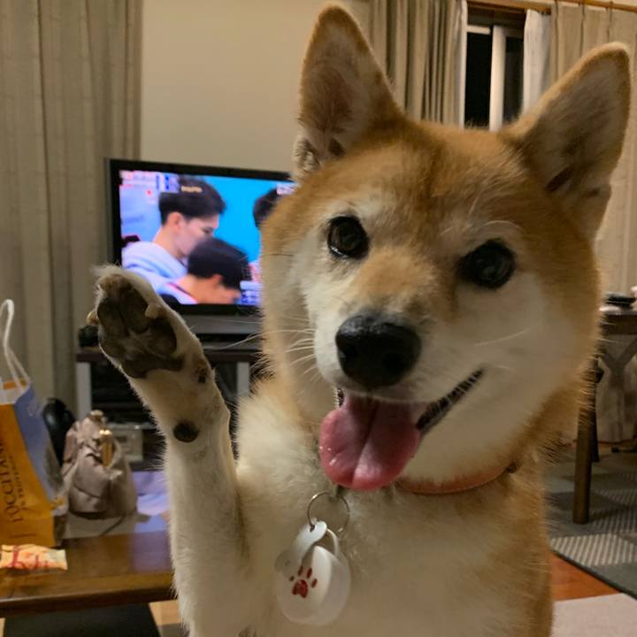 3f3800ff 865d 4656 a55a fbfc102467f6 1570710847793