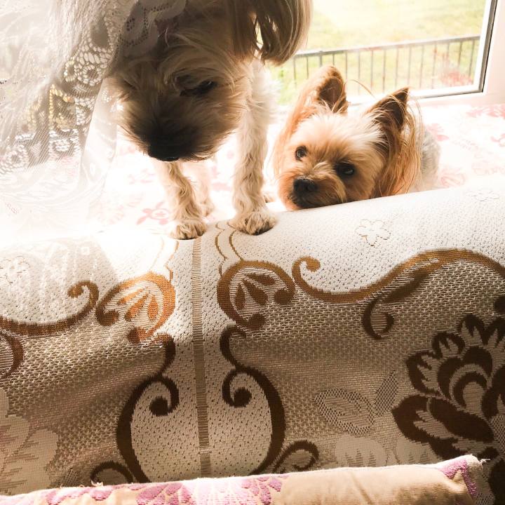 3f38e045 8802 4550 8688 29ea66578721 1560333832017