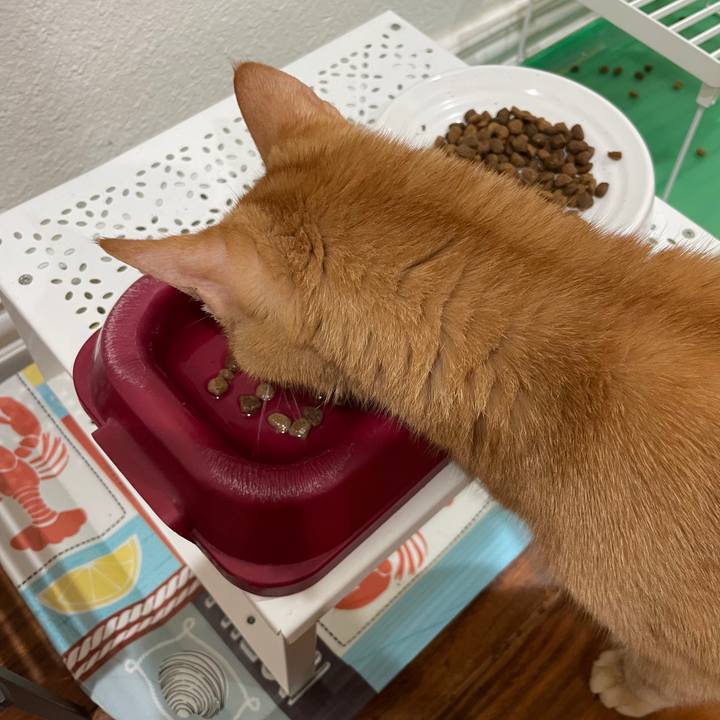 3f3f85d8 d0a5 447b 924a 245c365b7a79 1703134737579