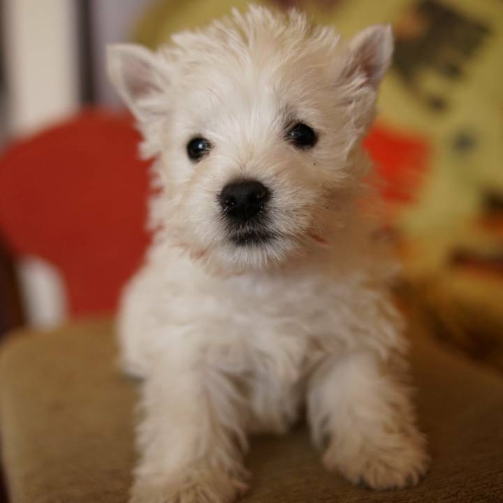 3f43a120 af98 46f8 8956 2b7e7754670b 1519117480409