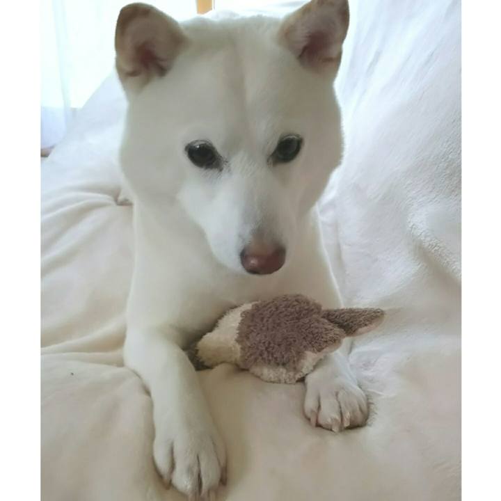 3f460f5b 4b8f 4cb8 9280 27a8f800ade2 1587263082967