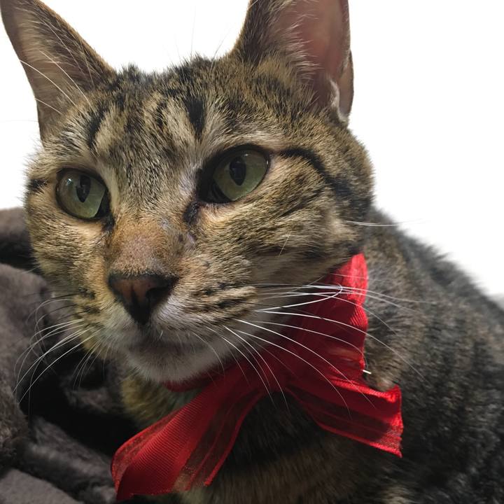 3f4b1bff 0e02 4851 acab 4cafb3a8025d 1544708695397