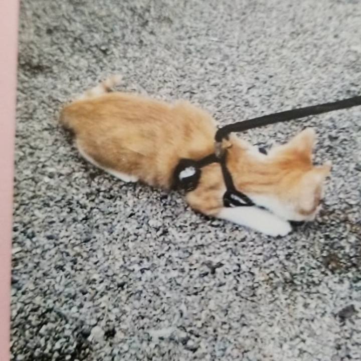 3f4cbb93 29e2 4f73 b921 5a39230729e7 1540474819146