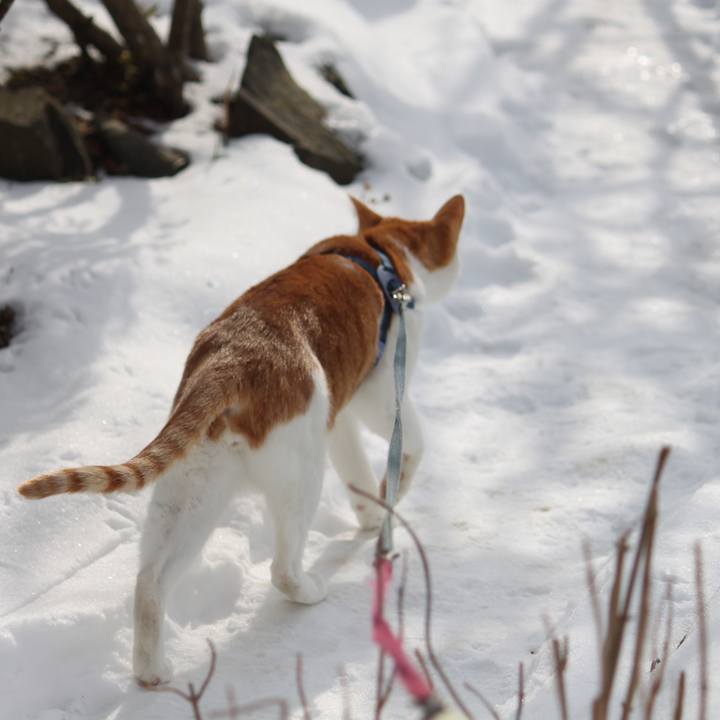 3f524246 9abd 4e47 8302 722b68ab7226 1517117408499