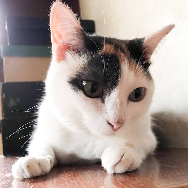 3f5362b4 e91c 4760 ba0c eda97a2aaf4f 1533354471543