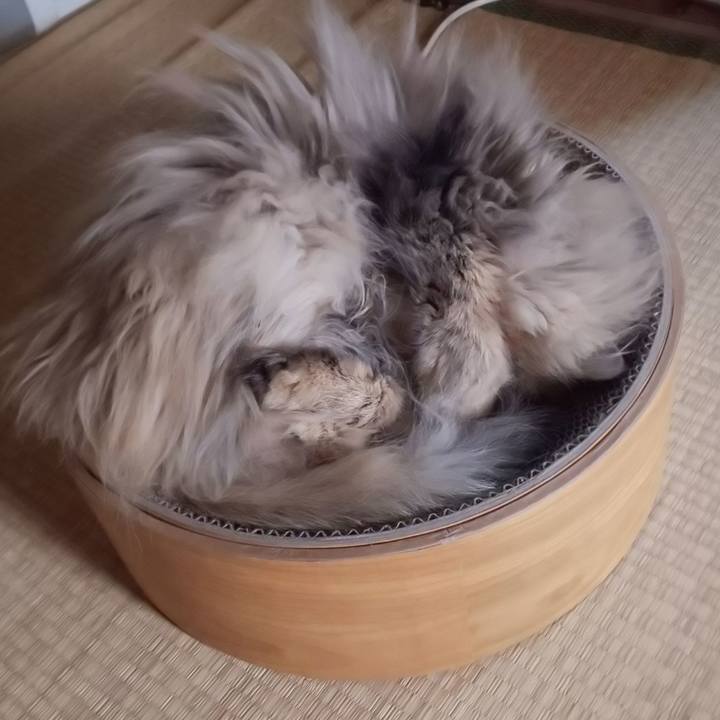 3f573ba2 92fc 425b 8351 97e4eada33bd 1607481817858