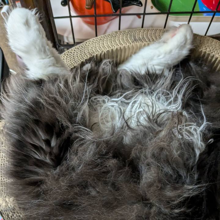 3f5956ed e28a 4fcc a845 e830b6cd8928 1728747068717