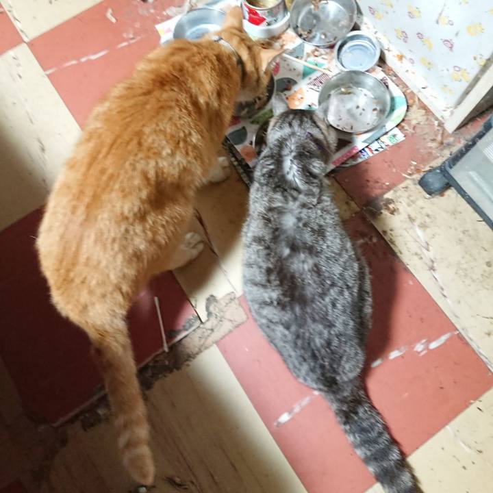 3f5ff729 ec46 4f51 85b9 7b2d97203011 1592425834984