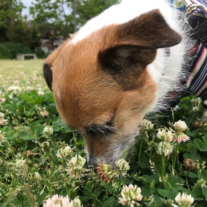 3f60c7d1 5a2a 4297 a5f9 01d798bfc12f 1526165925450