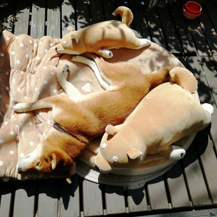 3f61f8d6 e30c 4954 8122 21bdfc651419 1585102274750