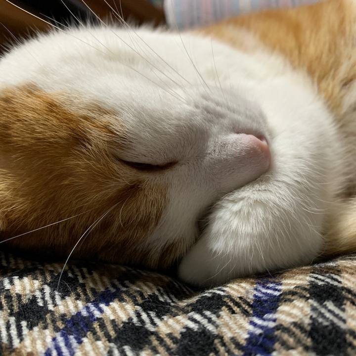 3f67d247 6b8c 44c3 888c d171186e0a71 1577781828243