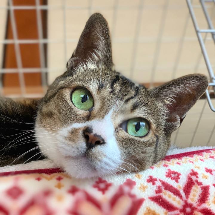 3f6860bc 4524 4c5f 9e30 caac87975b84 1589761695336