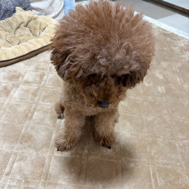 3f68d361 3cb1 4674 9129 007ede22a1bd 1765496251013