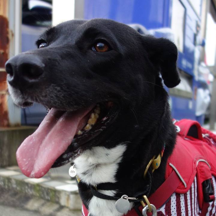 3f6d7886 3a69 4b4c 98f5 fa04b1ac99c6 1596499019876