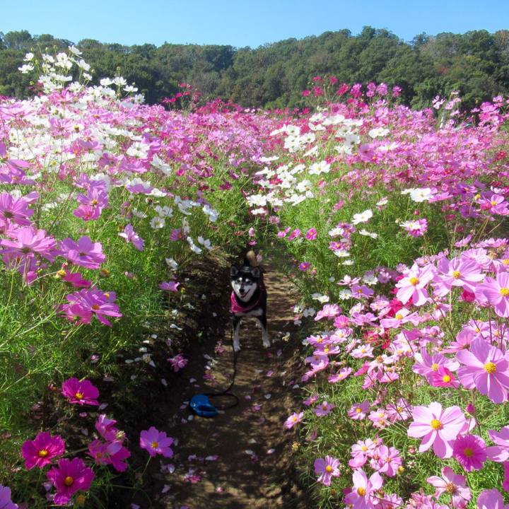 3f6e1574 94ef 4019 a944 6ca00f58c1b8 1603271518476