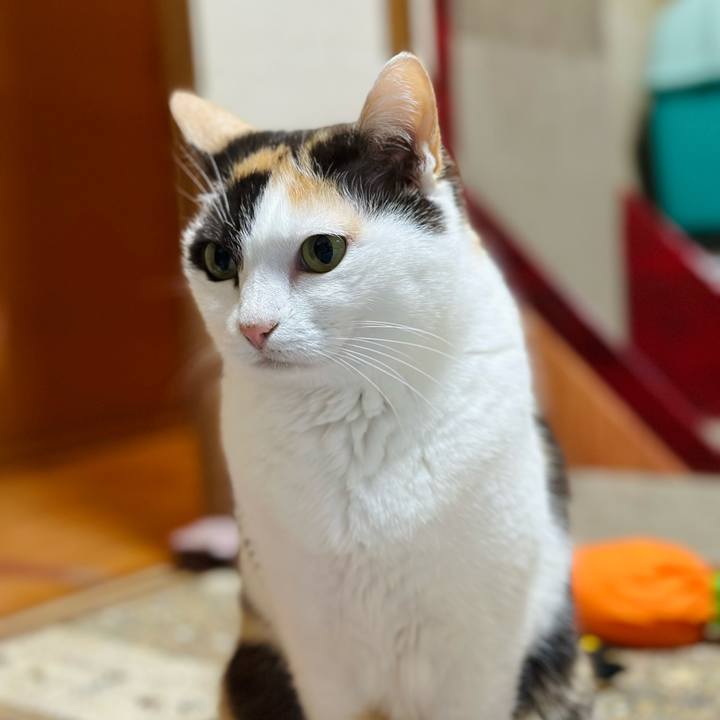 3f6e99f6 cfc8 476d b56e a97c4db261cd 1713494382784