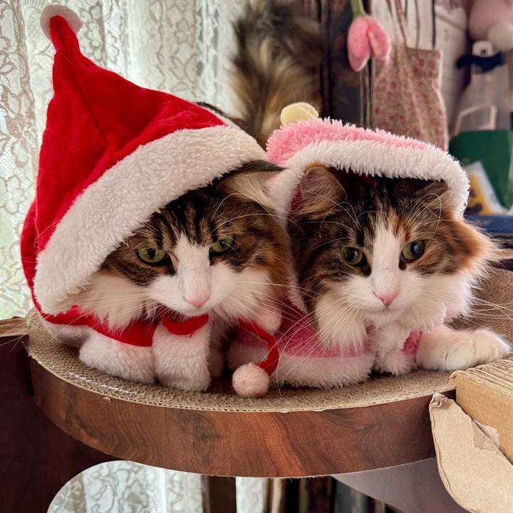 3f6fff79 a7fa 405a bdf2 e6255e432b7b 1766376044363