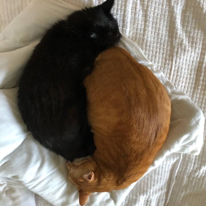 3f704c12 39f2 4ccb b981 a2e6f564ff5b 1599951321027