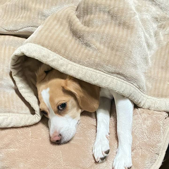 3f71e17e 1378 41f4 8142 99fa01646727 1619649667143