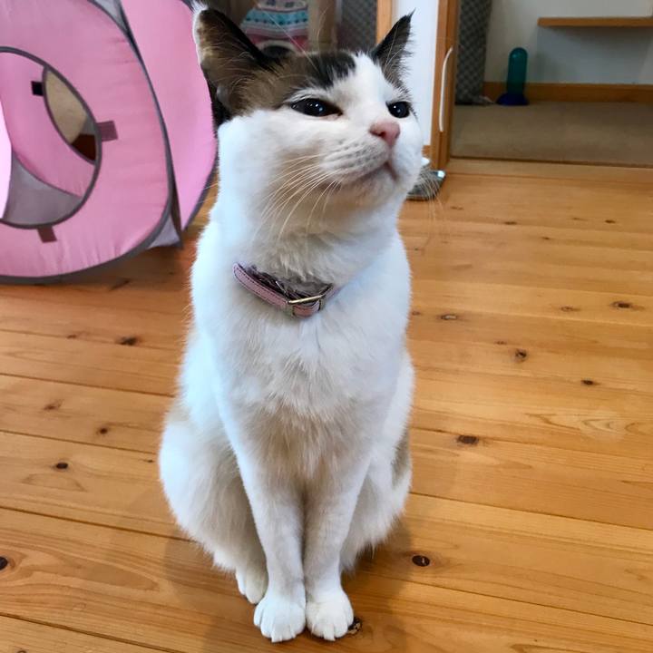 3f7340ef adb9 4146 a3ed 016b4d69d880 1543324132031