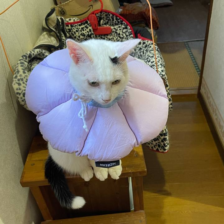 3f7428c2 d383 4a19 a03b 33fa51ee0870 1758667626391