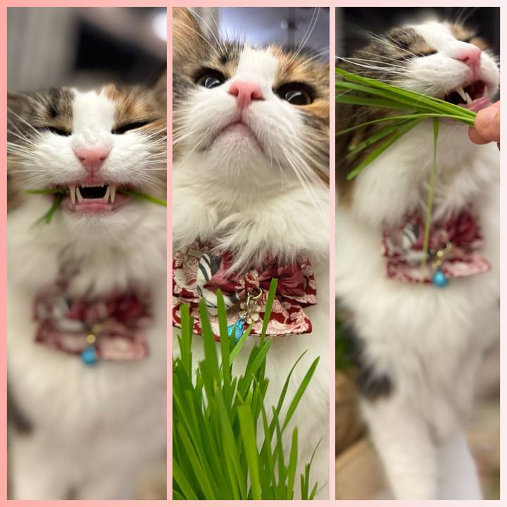 3f7466b3 18e2 46de 8ae1 b8feb6ab1361 1762677634836