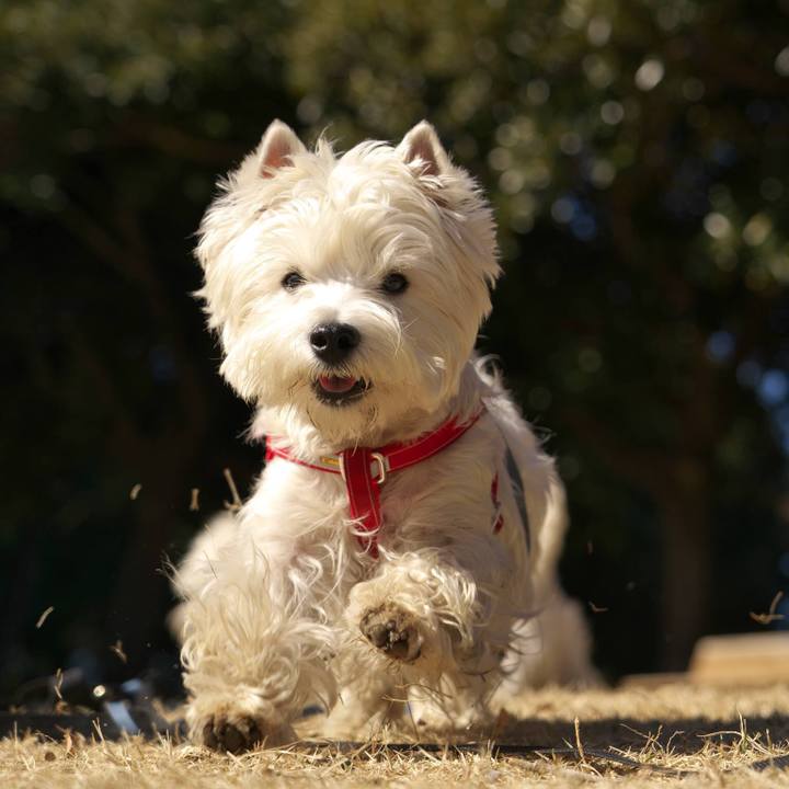 3f75d0cc 1c62 4cf8 8451 70756cd514f2 1515977434782