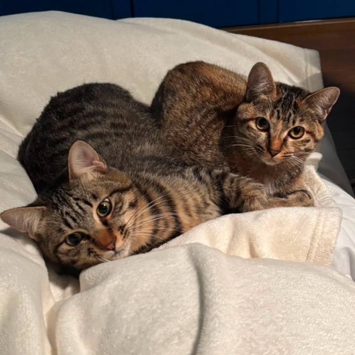 3f77d071 daf8 44a4 9320 e90db54a1f3e 1734172083791