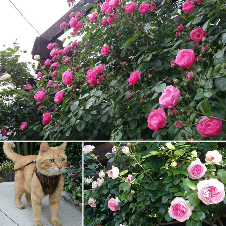 3f7f1bc2 34f7 410b 8050 01370d0bbcd4 1558863999668