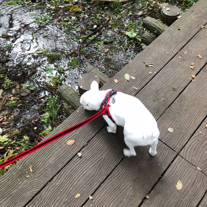 3f8084d4 410f 4d96 9b52 2f764aff768c 1538973688011