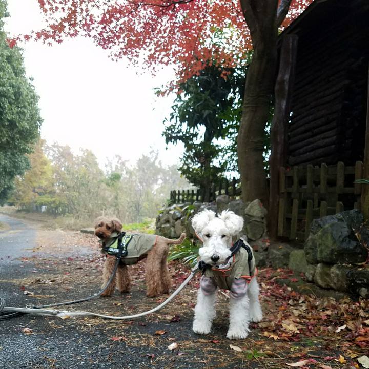 3f80ac81 74d6 42f4 b0fb dd8a0dbce71f 1511911216416