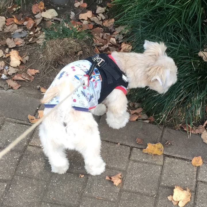 3f825be9 225c 422e 9170 d0409e702c88 1542802411629