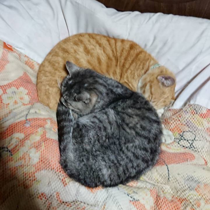 3f848a5d 6af8 4702 a133 89228884acc0 1584967040648