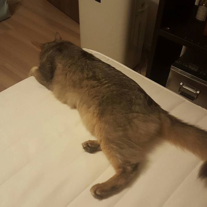 3f86422c 70dd 468a 9549 a8b3f79626ee 1531745962569