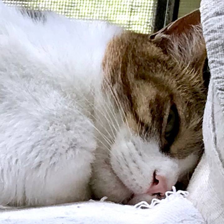 3f8851aa 1e29 4b93 854c d40f2f5a3711 1526456537992