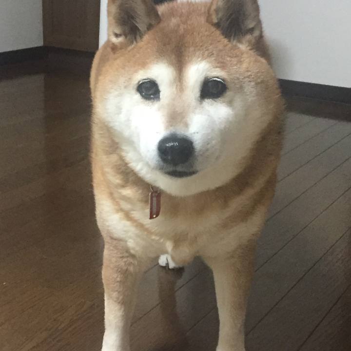 3f8ddc95 f158 4fb1 a212 02f90afc0e2f 1516074653701