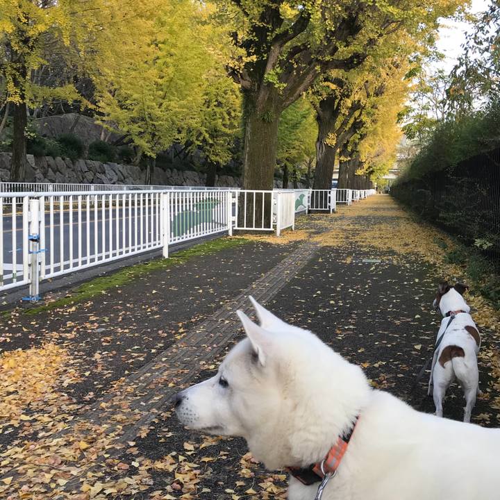 3f92a310 8097 4b4a 9e12 d0eb56ae25e4 1510397195620