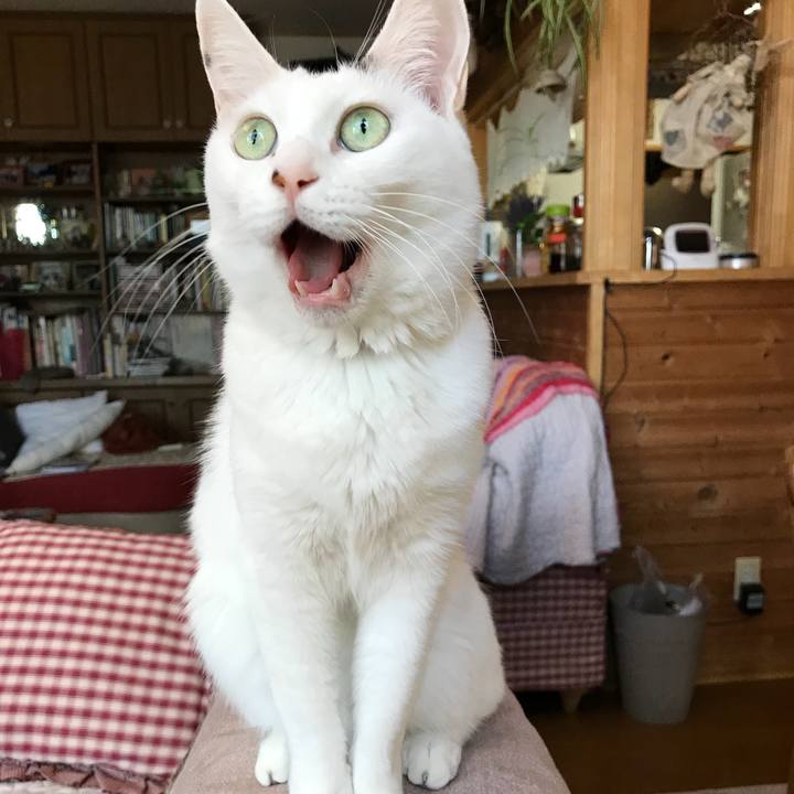 3f93e72e 52dc 4d96 894f 068e2a7769b5 1540702689018