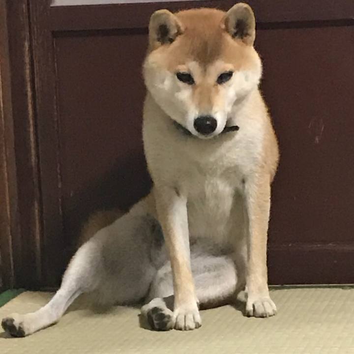 3f948c80 1f55 4899 a682 29571682ea2d 1513030574954