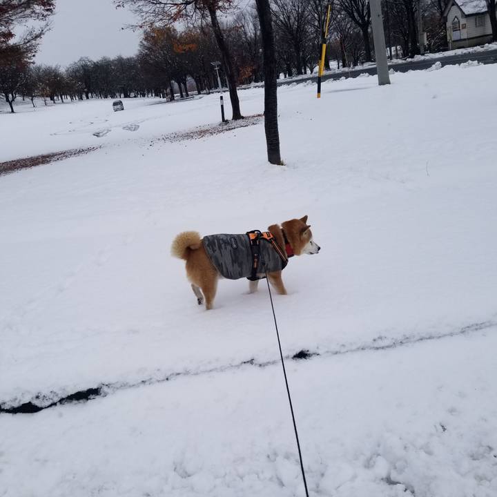 3f9676c0 eb70 4f71 886f f4a9eea9b28f 1733560465113