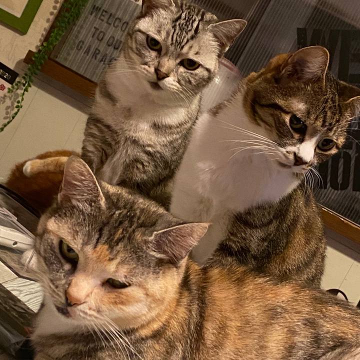 3f974a6c 5f3a 40fa b227 f87758061f33 1584455488878